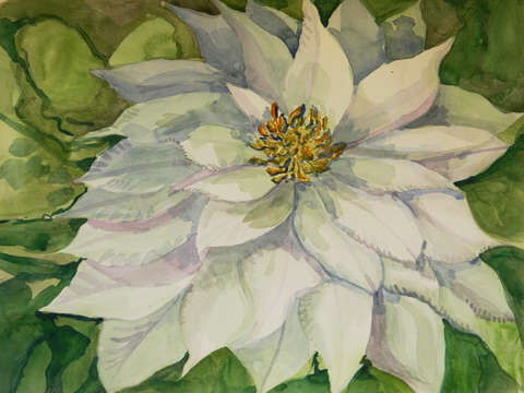 White clematis