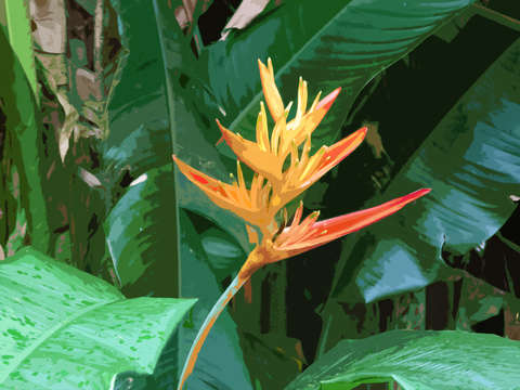Island flower 1