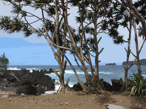 June tradewinds