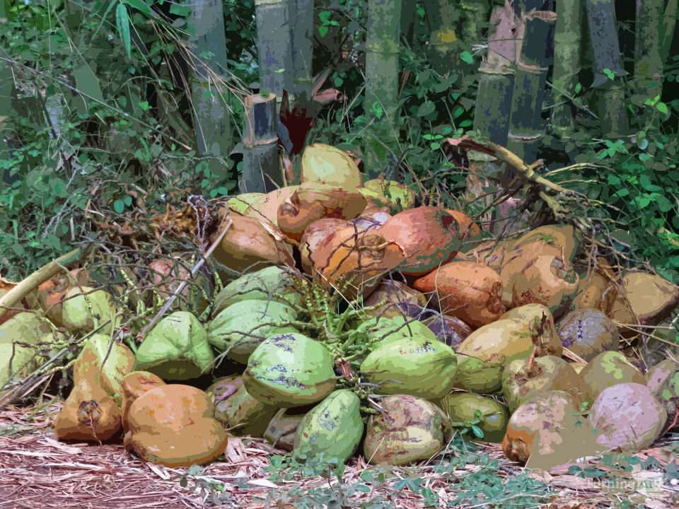 Coconuts