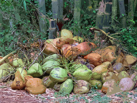 Coconuts