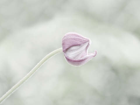 Opening 0466