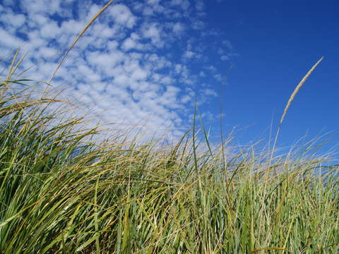 Cape winds