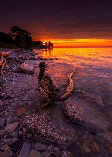 Gnarled nature