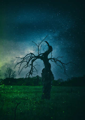 Stars fireflies