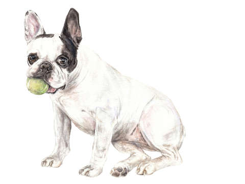 Frenchie puppy fetching