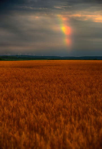 Grains of hope