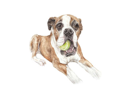 Boxer dog with tennis ball