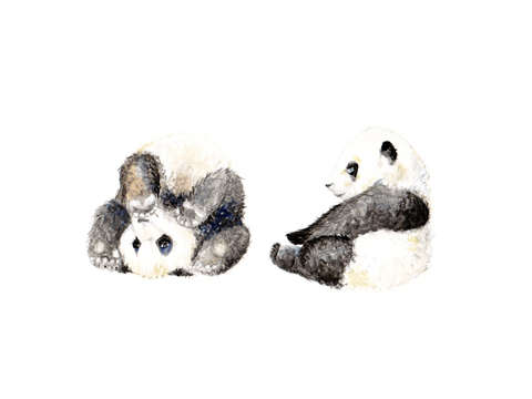 Playful pandas