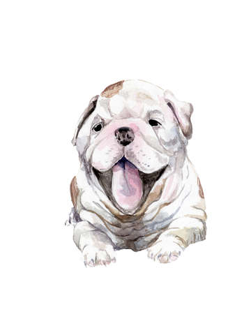 Happy bulldog puppy
