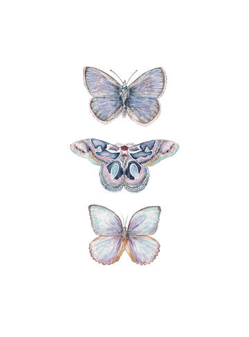 Purple butterflies and moths