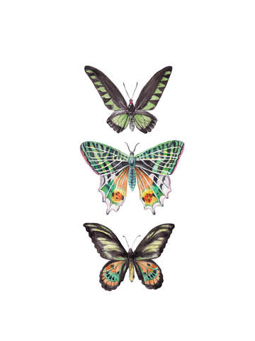 Rainbow butterflies and moths