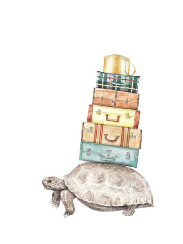 Taking home with you traveling tortoise