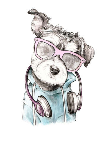 Cool schnauzer with headphones