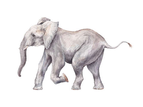 Happy baby elephant