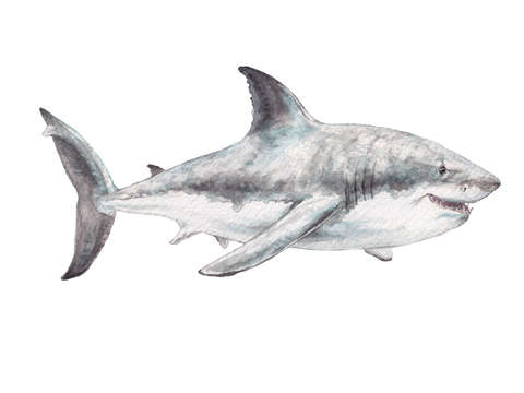 Smiling shark