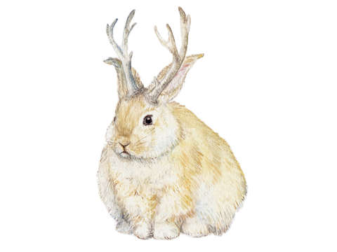 Grumpy jackalope