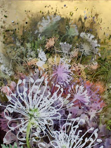 Dill flowers