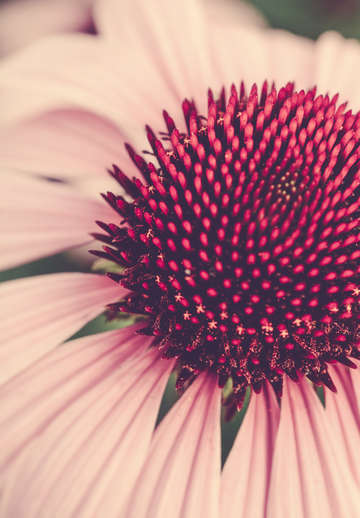 Coneflower study