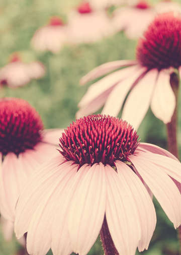 Coneflower study 2