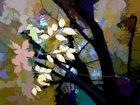Yellow leaves in the forest