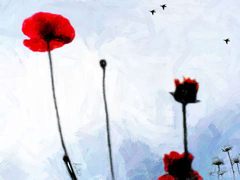 Poppies wdaisies crows
