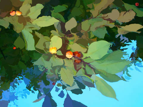 Berries and leaves