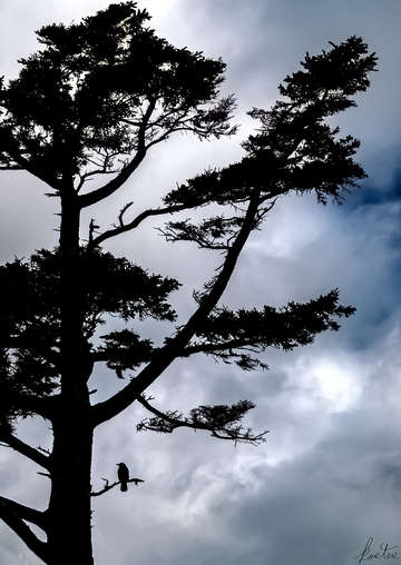 One crow in a pine