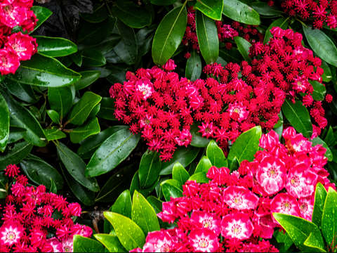 Mountain laurel maine