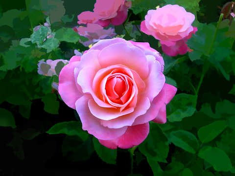 A rose is a rose