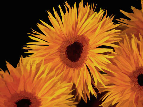 Gerberas 2