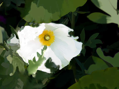 Oncoba spinosa