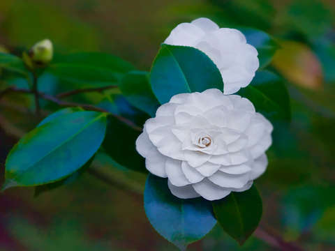 White camellia