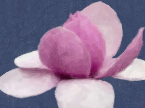 Tulip tree flower