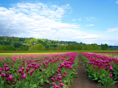 Tulip fields