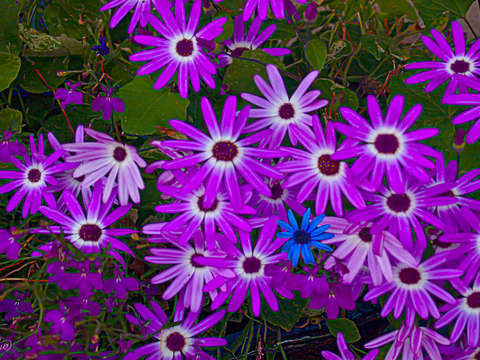 Purple daisies
