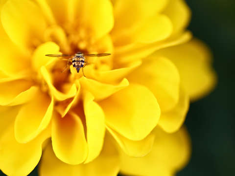 Bumble bee