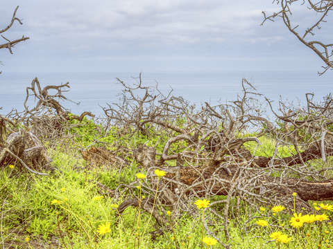 Beauty among the tangle