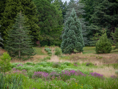 Arnold arboretum
