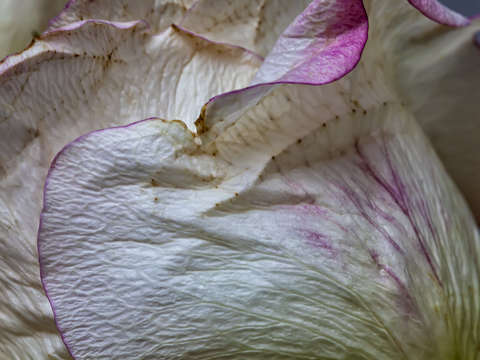 Rose petals 2