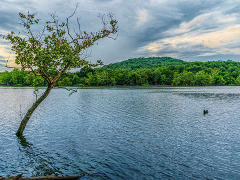 Crooked tree at table rock lake