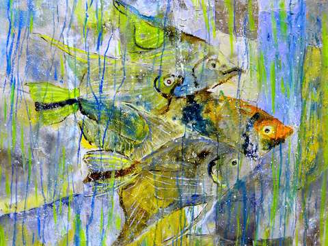 Angelfish 2