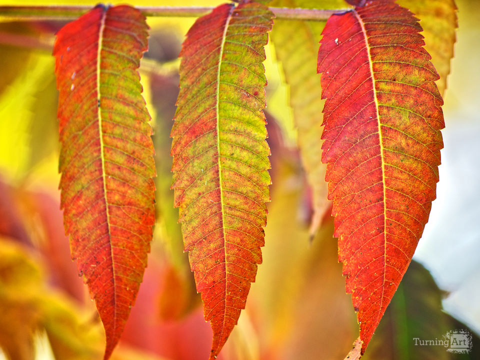 Autumn leaves trio