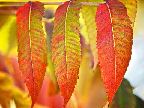 Autumn leaves trio