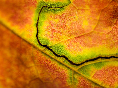 Autumn Leaves: Trail