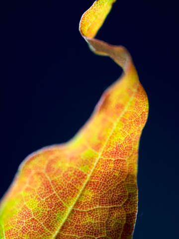 Autumn leaves untitiled