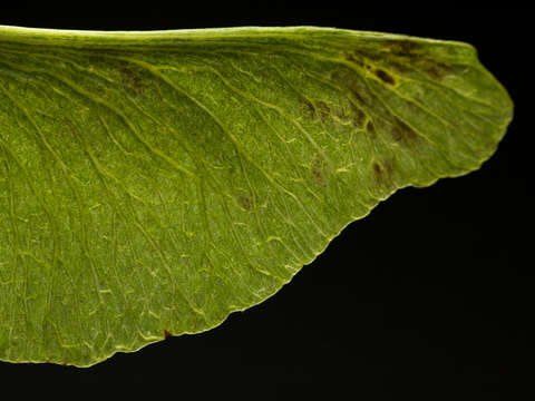 Autumn Leaves: Flight