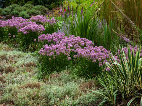 Bussey meadow