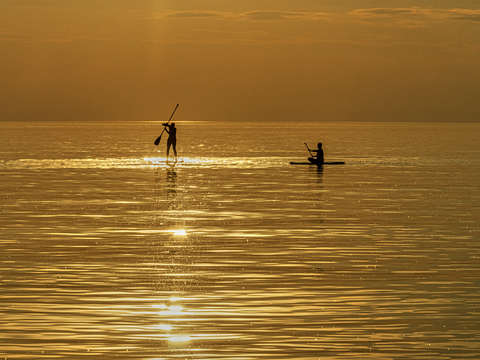 Golden paddling