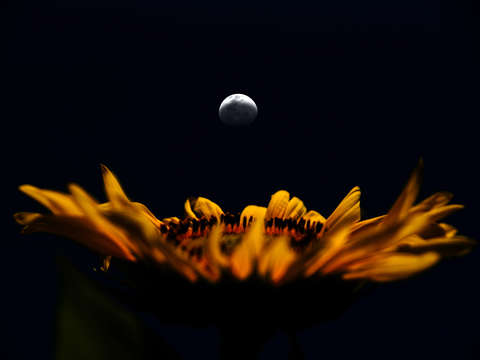 Sunflower waning